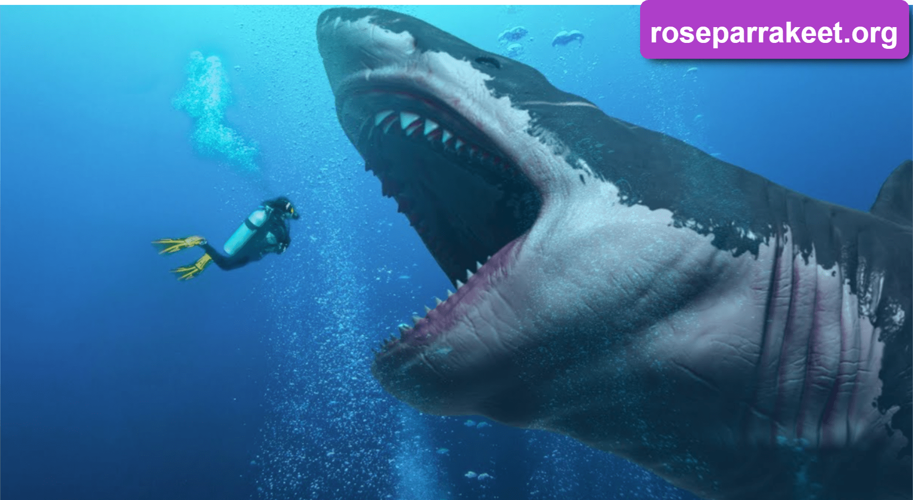 Megalodon Mysteries: What We Know About the Massive Prehistoric Shark